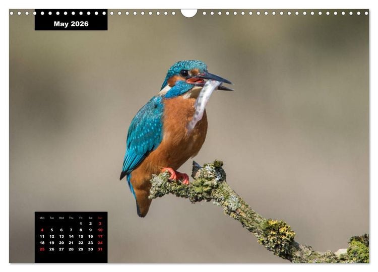 Produktbild: Beautiful birds THE KINGFISHER (Wall Calendar 2026 DIN A3 landscape), CALVENDO 12 Month Wall Calendar