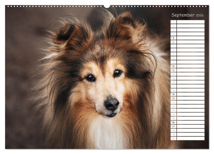 Produktbild: Shetland Sheepdogs Blacky, Anry, Mojo 2026 (Wandkalender 2026 DIN A2 quer), CALVENDO Monatskalender