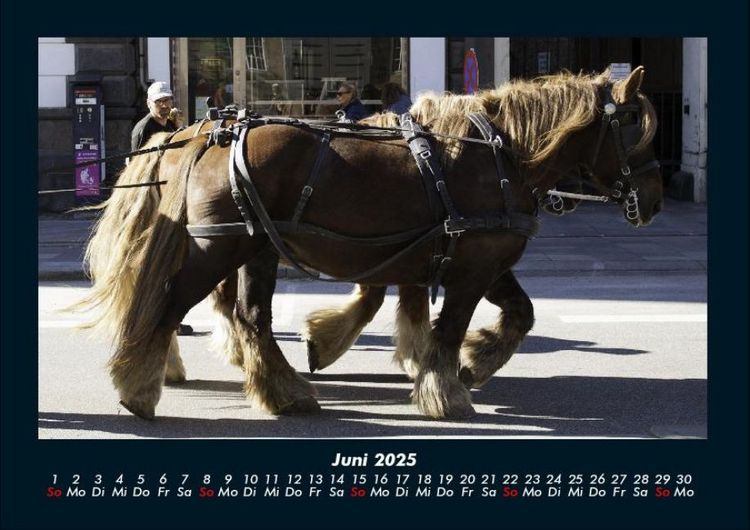 Produktbild: Die Welt der Pferde 2025 Fotokalender DIN A4