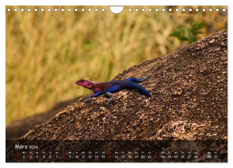 Produktbild: Wildes Ostafrika - Tansania und Kenia hautnah (Wandkalender 2026 DIN A4 quer), CALVENDO Monatskalender