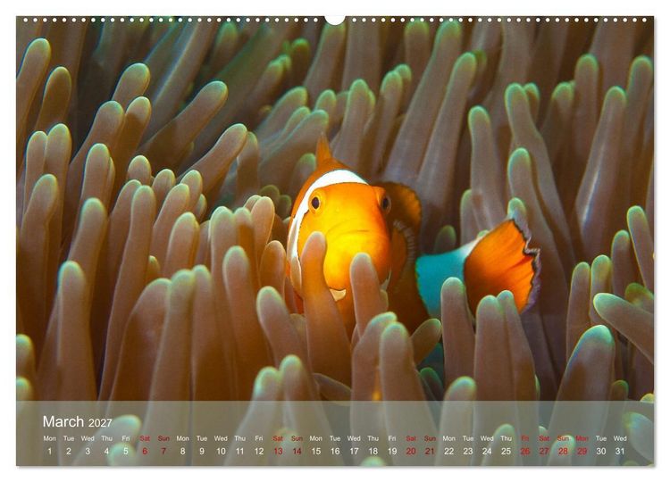 Produktbild: Anemonefish - always busy - always on the move (High Quality Premium Wall Calendar 2027 DIN A2 landscape),CALVENDO 12 Month Wall Calendar