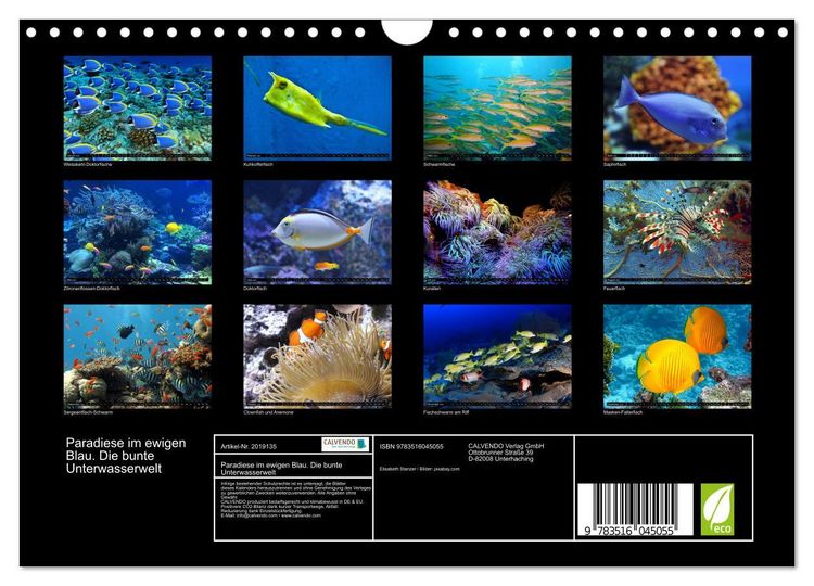 Produktbild: Paradiese im ewigen Blau. Die bunte Unterwasserwelt (Wandkalender 2026 DIN A4 quer), CALVENDO Monatskalender