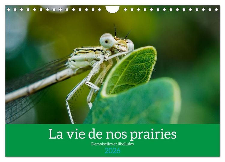Produktbild: La vie de nos prairies - Demoiselles et libellules (Calendrier mural 2026 DIN A4 vertical), CALVENDO calendrier mensuel