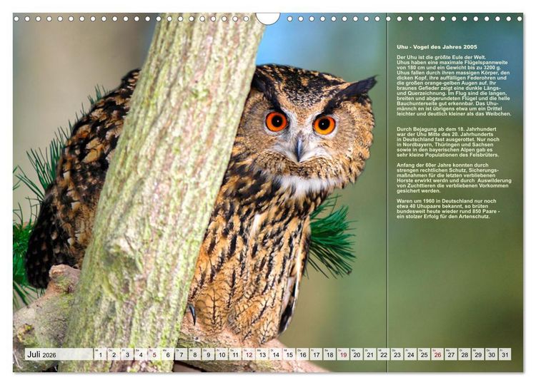 Produktbild: Heimische V&ouml;gel des Jahres (Wandkalender 2026 DIN A3 quer), CALVENDO Monatskalender