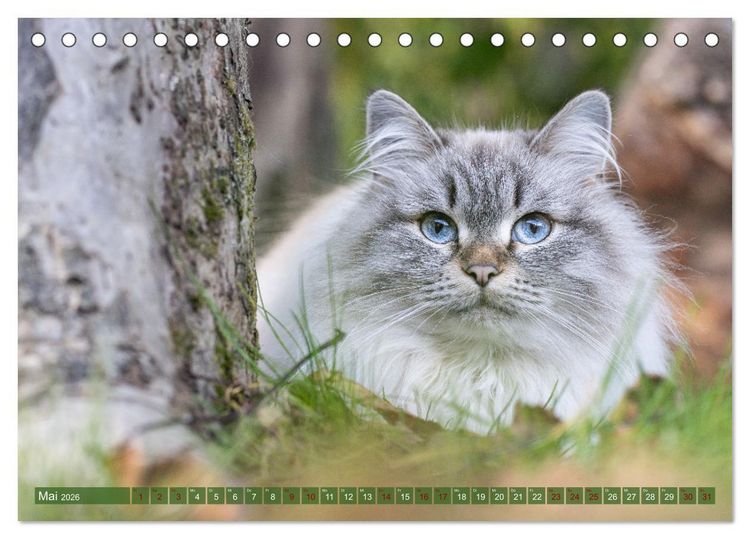 Produktbild: Maui und Molokai - Sibirische Katzenschwestern (Tischkalender 2026 DIN A5 quer), CALVENDO Monatskalender