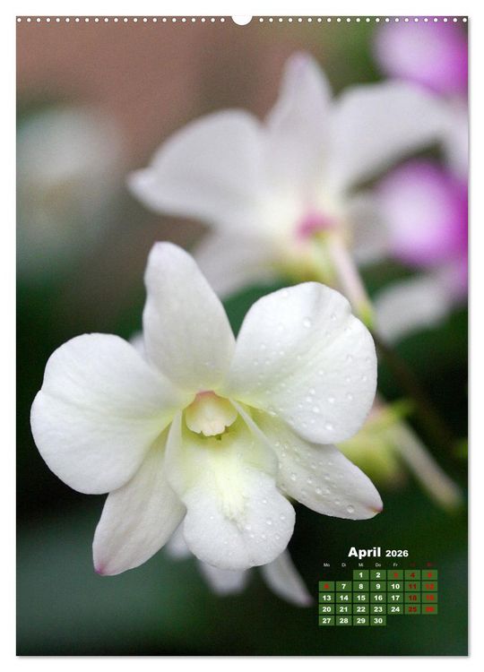 Produktbild: Traumhafte Orchideen (hochwertiger Premium Wandkalender 2026 DIN A2 hoch), Kunstdruck in Hochglanz