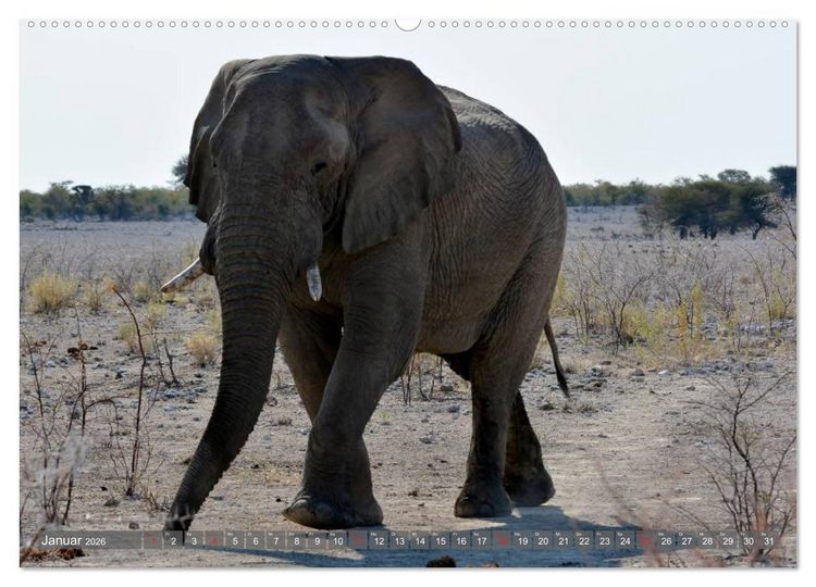 Produktbild: ELEFANTEN IN UNBER&Uuml;HRTER NATUR (Wandkalender 2026 DIN A2 quer), CALVENDO Monatskalender