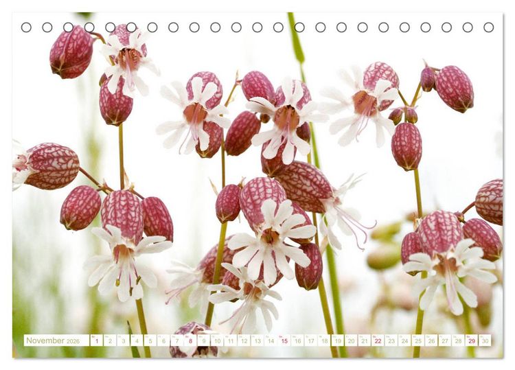 Produktbild: Wundersch&ouml;ne Wildblumen (Tischkalender 2026 DIN A5 quer), CALVENDO Monatskalender