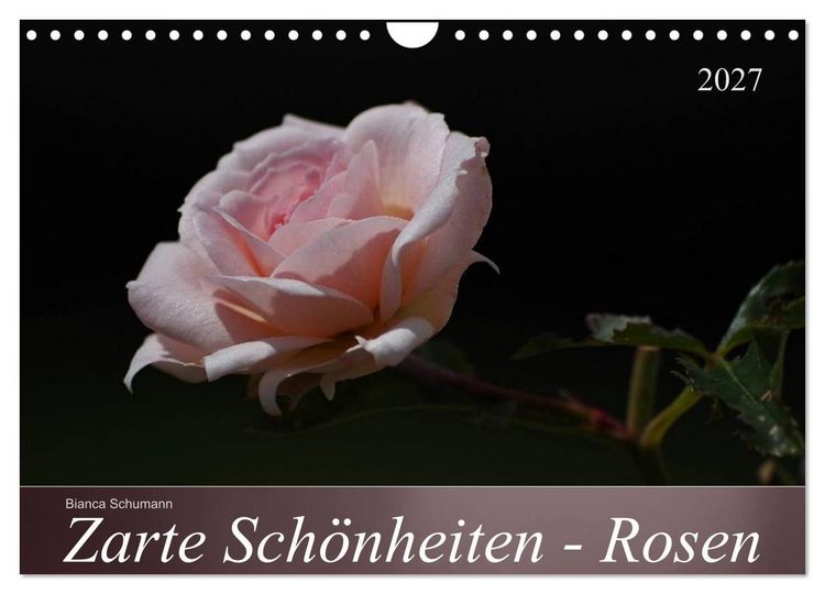 Produktbild: Zarte Sch&ouml;nheiten - Rosen (Wandkalender 2027 DIN A4 quer), CALVENDO Monatskalender
