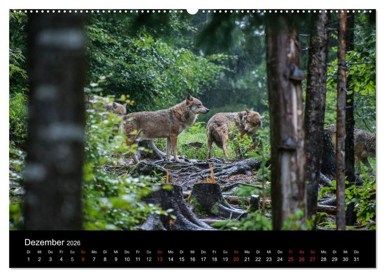 Produktbild: Bayerischer Wald (Wandkalender 2026 DIN A2 quer), CALVENDO Monatskalender