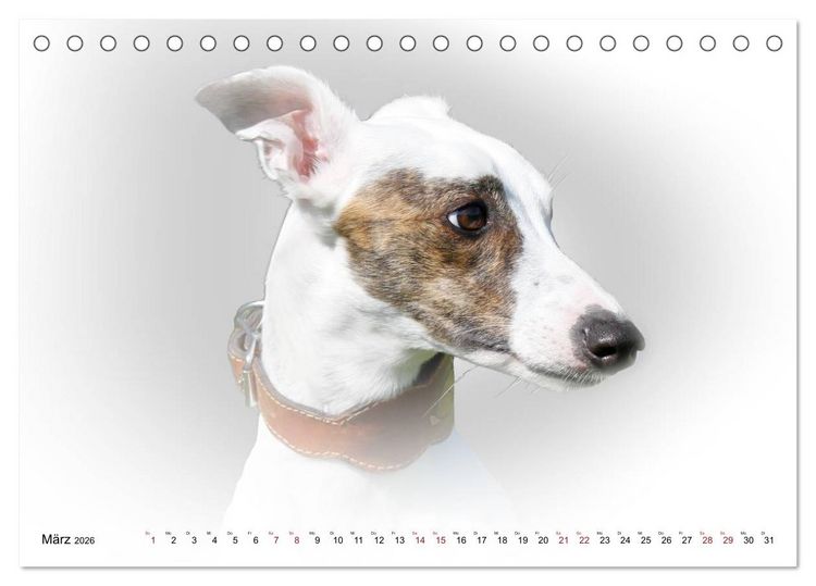 Produktbild: Windhund Portrait 2026 White Edition (Tischkalender 2026 DIN A5 quer), CALVENDO Monatskalender