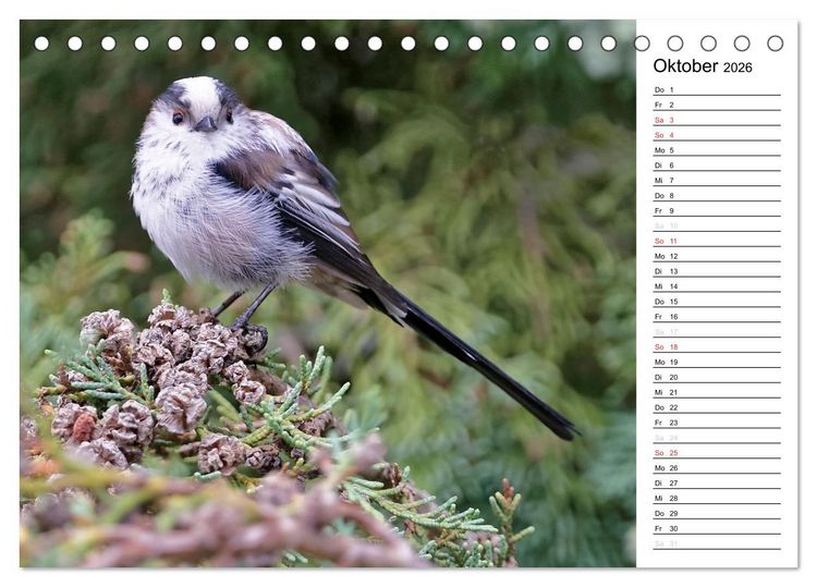 Produktbild: Unsere heimischen Gartenv&ouml;gel (Tischkalender 2026 DIN A5 quer), CALVENDO Monatskalender