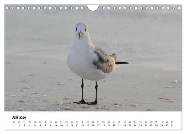 Produktbild: M&ouml;wen am Meer (Wandkalender 2026 DIN A4 quer), CALVENDO Monatskalender