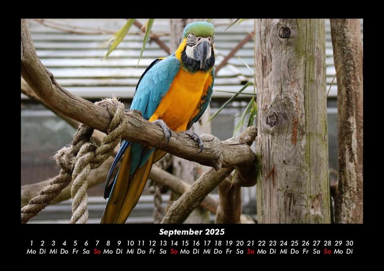 Produktbild: Vogelparadies 2025 Fotokalender DIN A3