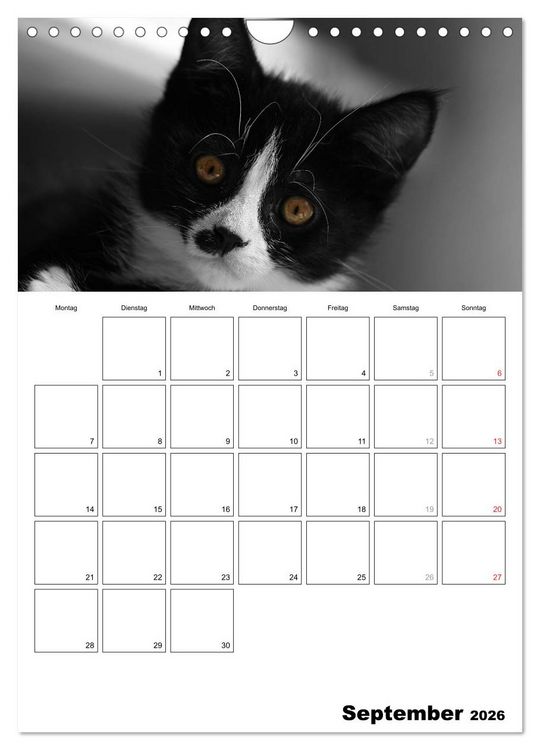 Produktbild: schwarz/wei&szlig; trifft farbe - DEIN TERMINKALENDER / Planer (Wandkalender 2026 DIN A4 hoch), CALVENDO Monatskalender