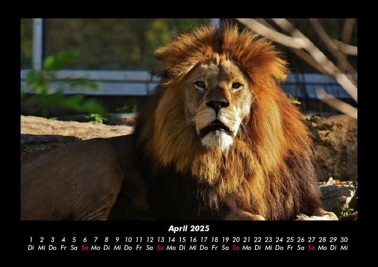 Produktbild: Tierkalender 2025 Fotokalender DIN A3