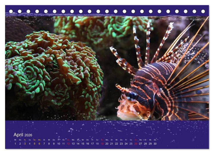 Produktbild: Korallenfische im Lichtschimmer des Meeres (Tischkalender 2026 DIN A5 quer), CALVENDO Monatskalender