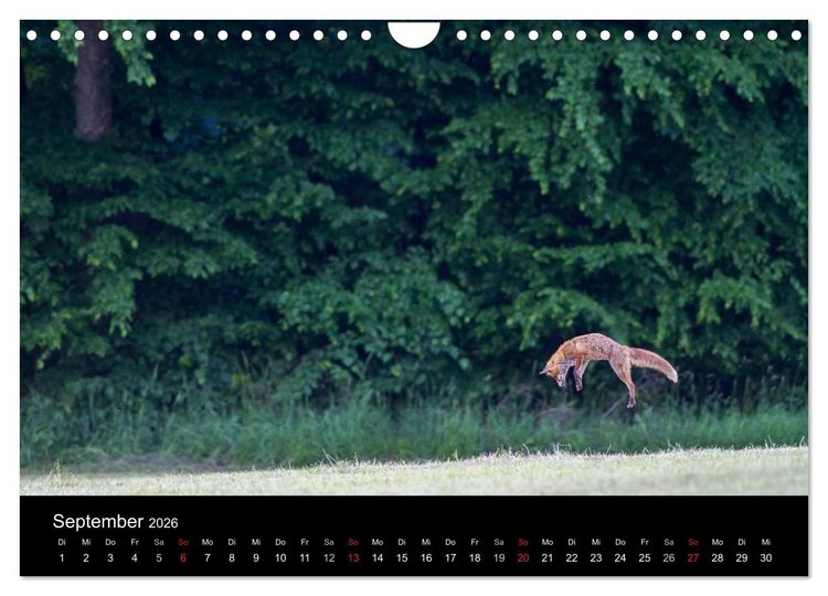 Produktbild: F&uuml;chse in freier Natur (Wandkalender 2026 DIN A4 quer), CALVENDO Monatskalender