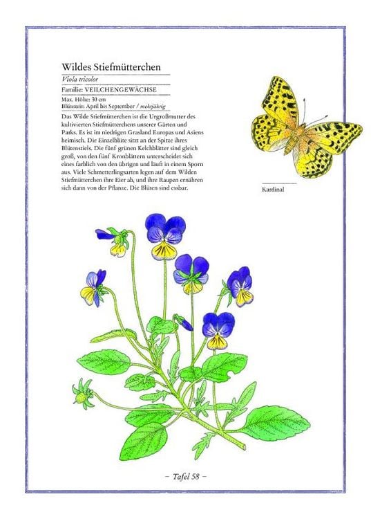 Produktbild: Lavendel, Lilie, L&ouml;wenzahn