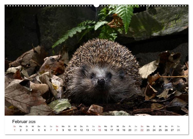 Produktbild: Heimische Tierwelt (hochwertiger Premium Wandkalender 2026 DIN A2 quer), Kunstdruck in Hochglanz