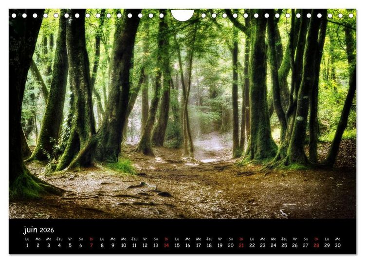 Produktbild: BROCELIANDE, la for&ecirc;t (Calendrier mural 2026 DIN A4 vertical), CALVENDO calendrier mensuel