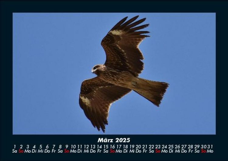 Produktbild: Vogelparadies 2025 Fotokalender DIN A5