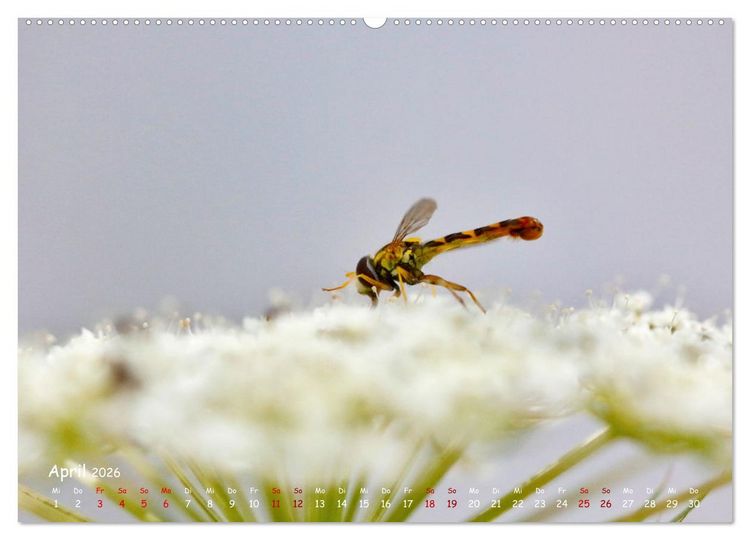 Produktbild: Tierische Untermieter (hochwertiger Premium Wandkalender 2026 DIN A2 quer), Kunstdruck in Hochglanz