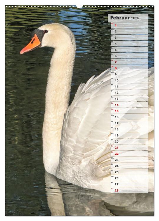 Produktbild: Stolze Schw&auml;ne (hochwertiger Premium Wandkalender 2026 DIN A2 hoch), Kunstdruck in Hochglanz