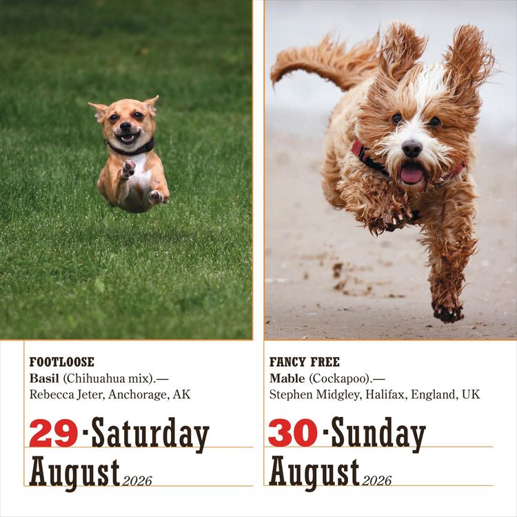 Produktbild: 365 Dogs Page-A-Day&reg; Calendar 2026