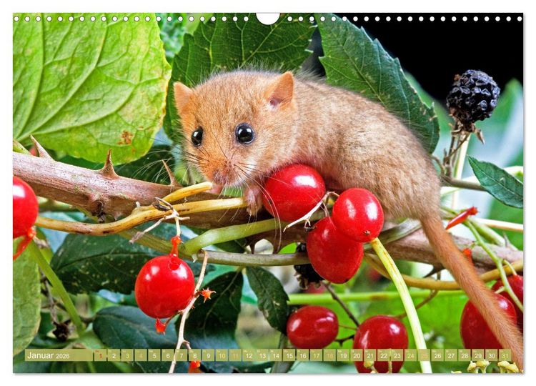 Produktbild: Wald-Kindergarten: Tierkinder im Wald (Wandkalender 2026 DIN A3 quer), CALVENDO Monatskalender