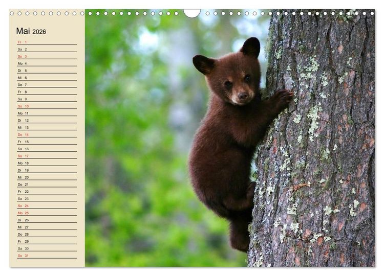 Produktbild: B&auml;ren (Wandkalender 2026 DIN A3 quer), CALVENDO Monatskalender