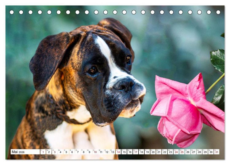 Produktbild: Muskelprotz Boxer (Tischkalender 2026 DIN A5 quer), CALVENDO Monatskalender