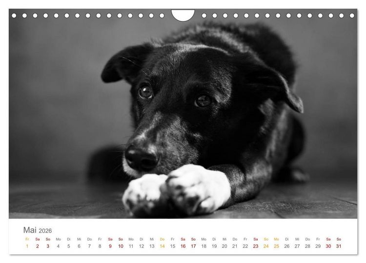 Produktbild: Hundeportraits Fine Art (Wandkalender 2026 DIN A4 quer), CALVENDO Monatskalender