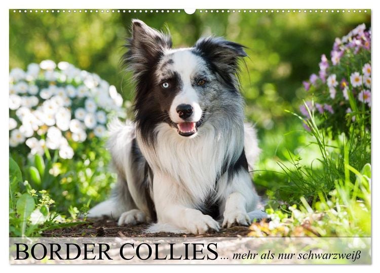 Produktbild: Border Collies - nicht nur schwarzwei&szlig; (Wandkalender 2026 DIN A2 quer), CALVENDO Monatskalender