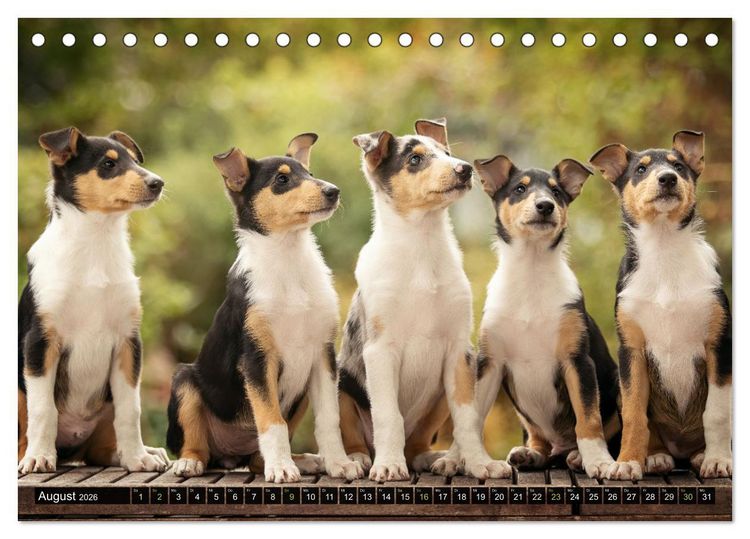 Produktbild: Smooth Collies (Tischkalender 2026 DIN A5 quer), CALVENDO Monatskalender
