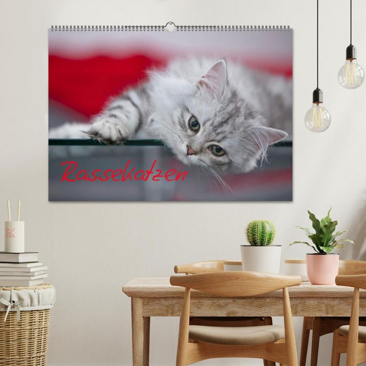 Produktbild: Rassekatzen (Wandkalender 2026 DIN A2 quer), CALVENDO Monatskalender
