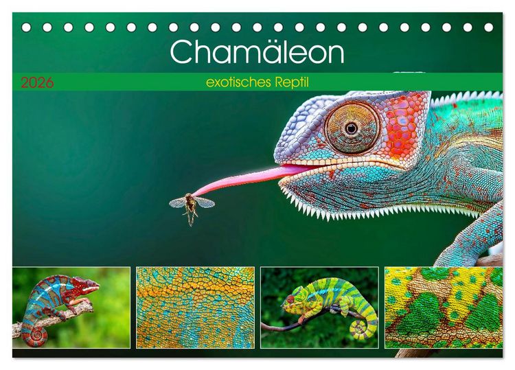 Produktbild: Cham&auml;leon - exotisches Reptil (Tischkalender 2026 DIN A5 quer), CALVENDO Monatskalender
