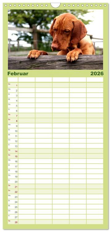Produktbild: Familienplaner 2026 - Magyar Vizsla mit 5 Spalten (Wandkalender, 21 x 45 cm) CALVENDO