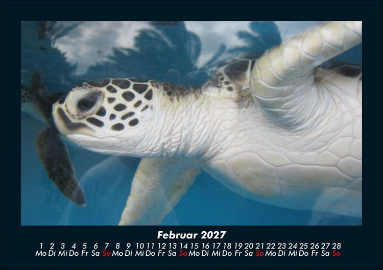Produktbild: Schildkr&ouml;tenzauber 2027 Fotokalender DIN A5