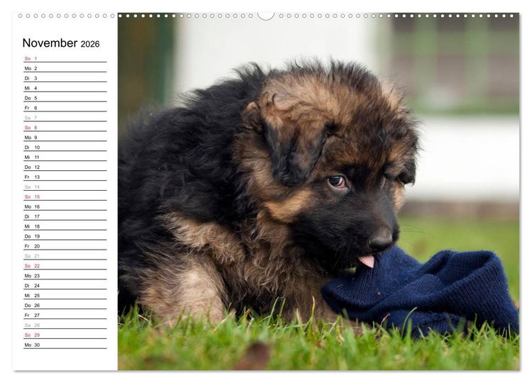 Produktbild: Deutscher Sch&auml;ferhund - Welpen (hochwertiger Premium Wandkalender 2026 DIN A2 quer), Kunstdruck in Hochglanz