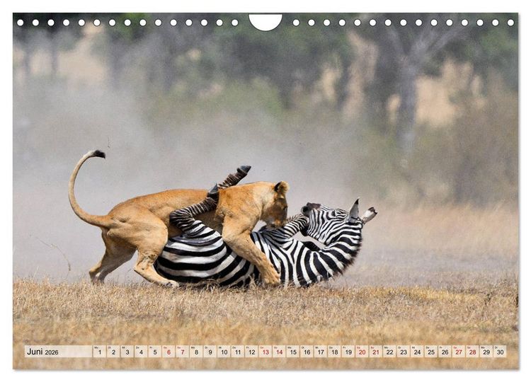 Produktbild: Faszination Afrika: L&ouml;wen (Wandkalender 2026 DIN A4 quer), CALVENDO Monatskalender