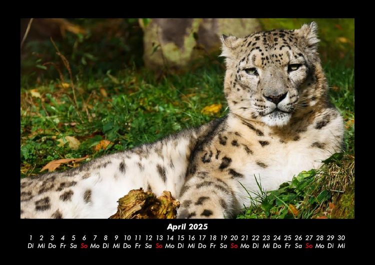 Produktbild: Welt der Tiere 2025 Fotokalender DIN A3