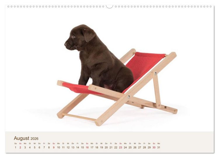 Produktbild: Labrador - Welpen (Wandkalender 2026 DIN A2 quer), CALVENDO Monatskalender
