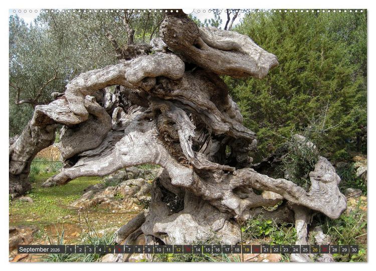 Olivenbume auf Mallorca - Die Schnheit des Alters (hochwertiger Premium  Wandkalender 2026 DIN A2 quer), Kunstdruck in Hochglanz" kaufen