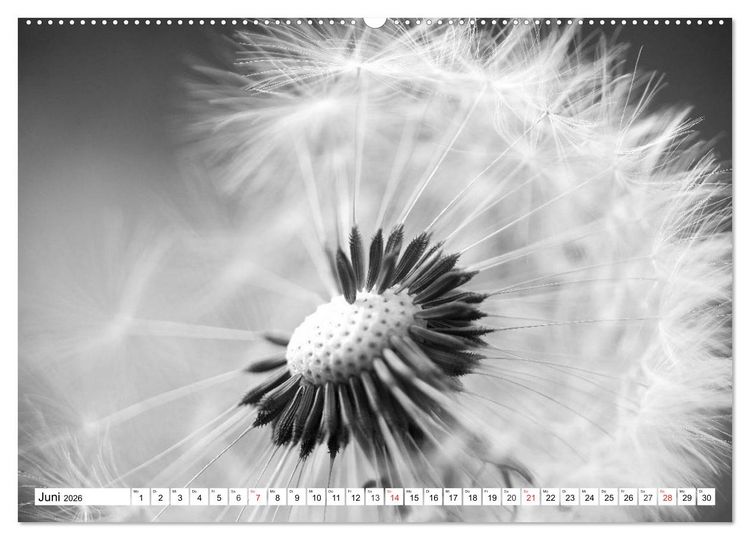 Produktbild: Pusteblumenzauber in schwarzwei&szlig; (Wandkalender 2026 DIN A2 quer), CALVENDO Monatskalender