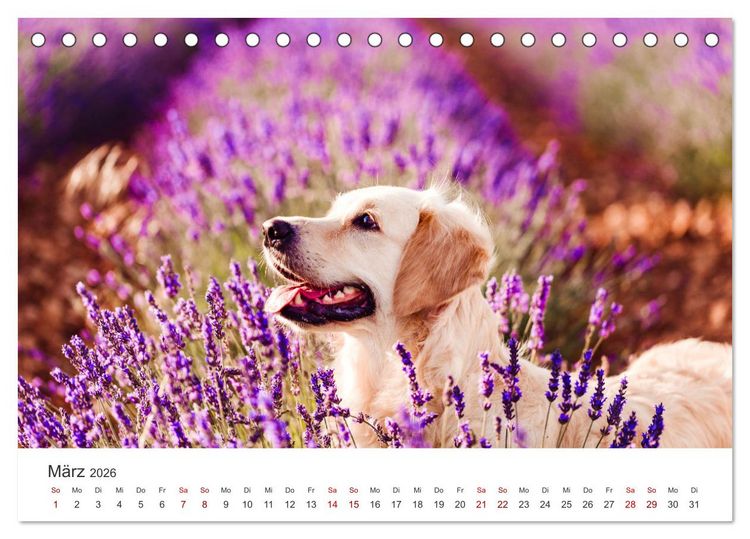Produktbild: Golden Retriever - Die treuen Begleiter. (Tischkalender 2026 DIN A5 quer), CALVENDO Monatskalender