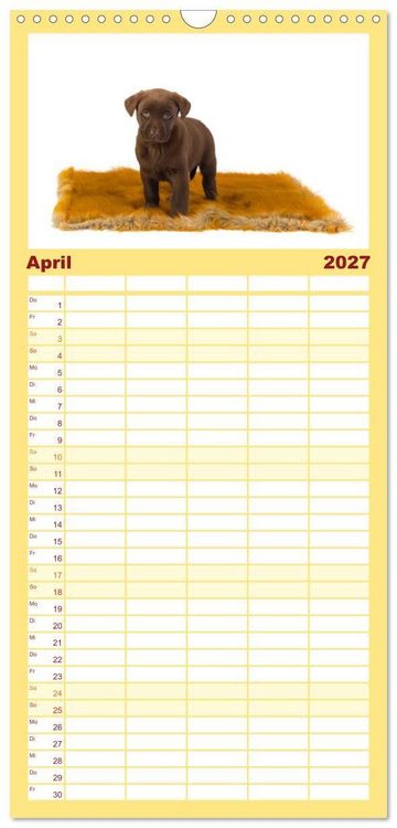 Produktbild: Familienplaner 2027 - Labrador - Welpen mit 5 Spalten (Wandkalender, 21 x 45 cm) CALVENDO