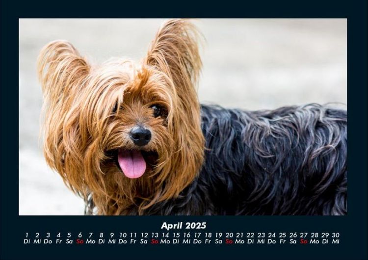 Produktbild: Welt der Tiere 2025 Fotokalender DIN A4