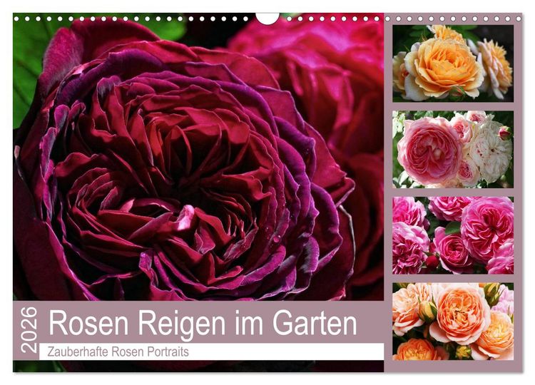 Produktbild: Rosen Reigen im Garten (Wandkalender 2026 DIN A3 quer), CALVENDO Monatskalender
