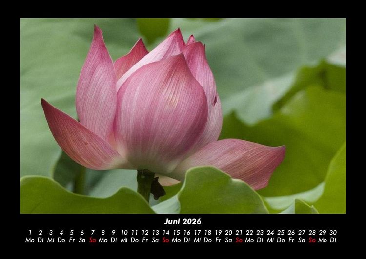 Produktbild: Blumentr&auml;ume 2026 Fotokalender DIN A3